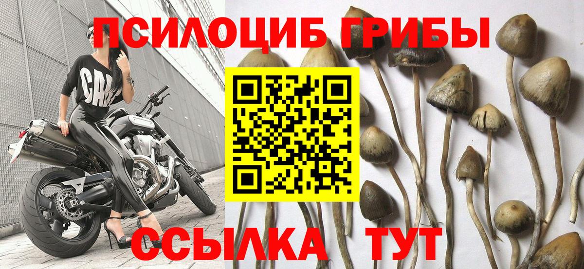 Галлюциногенные грибы MAGIC MUSHROOMS Великий Новгород